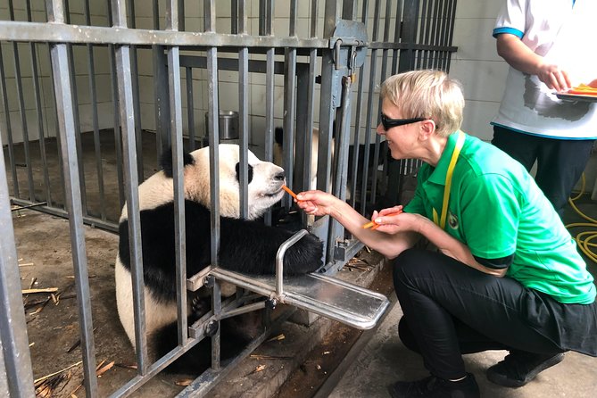 Panda volunteer work in dujiangyan